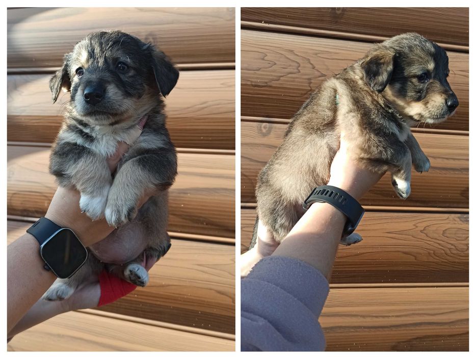 Отдам щенков в заботливые руки