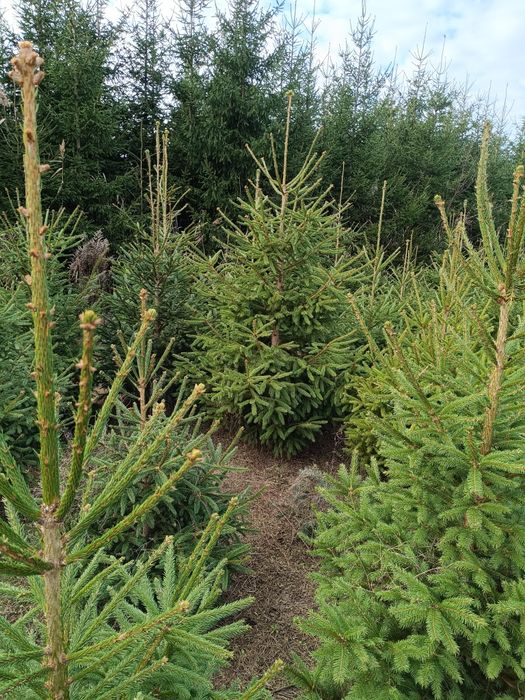 Choinki z własnej plantacji
