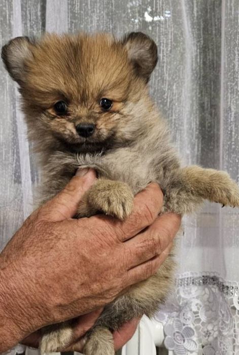 Pomeranian boo samiec