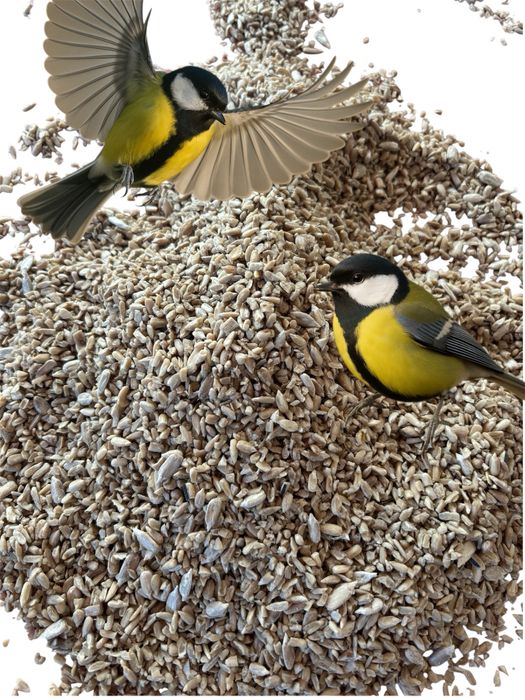 Słonecznik łuskany II gatunek pokarm do karmnika 20 kg GRATIS kula im