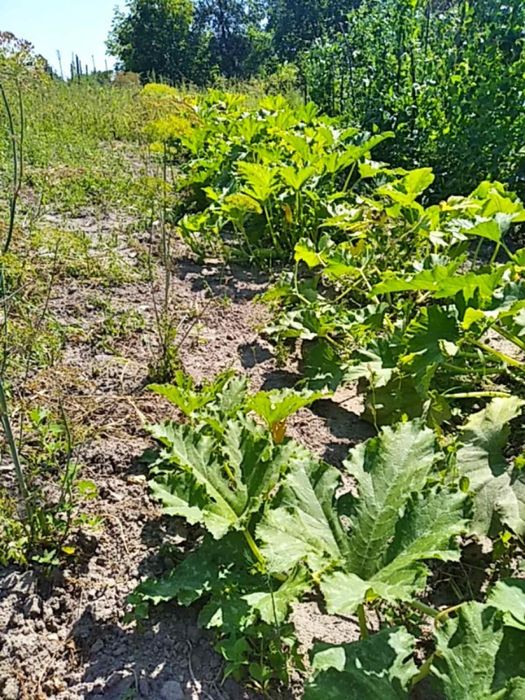 Будинок з садком та ділянкою
