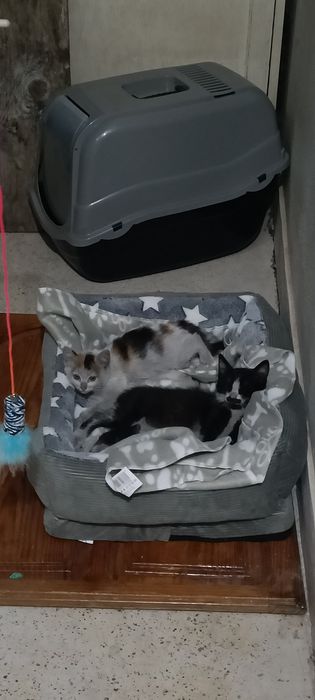 2 gatinhos bebés para adoção