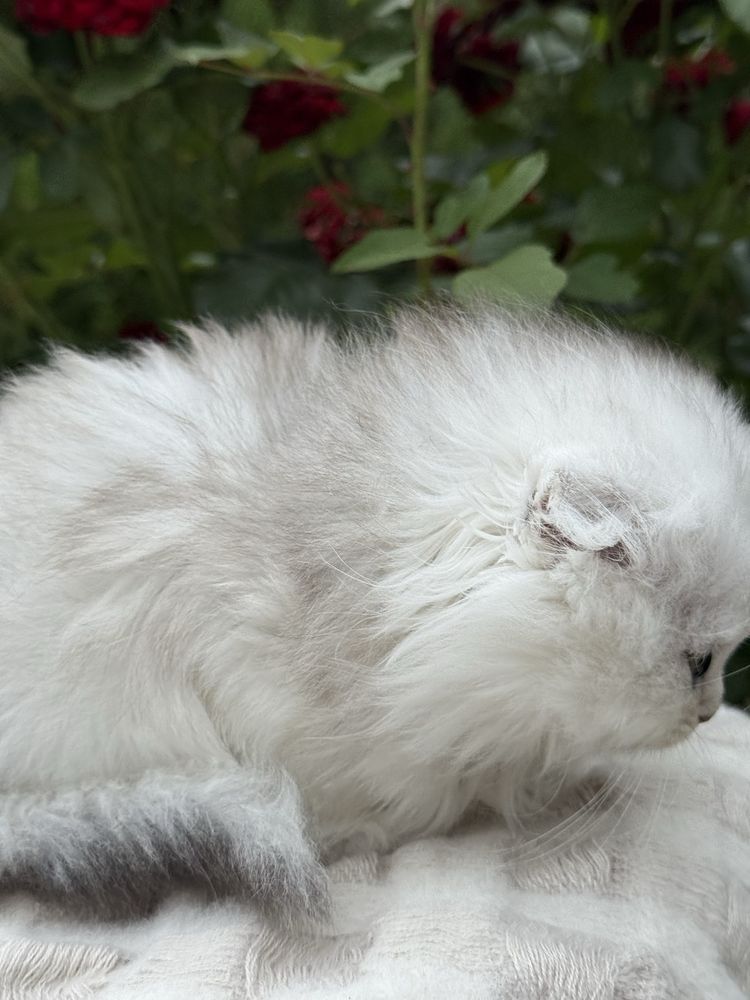 Серебристая шиншилла
