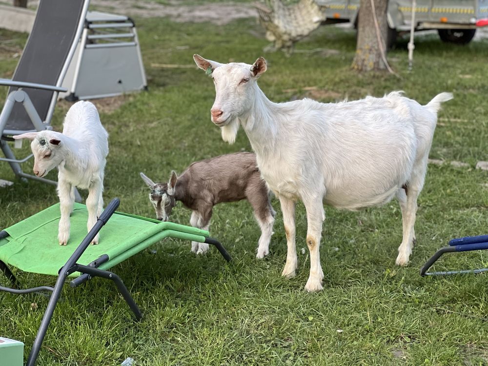 Mleko i sery kozie Radom i okolice