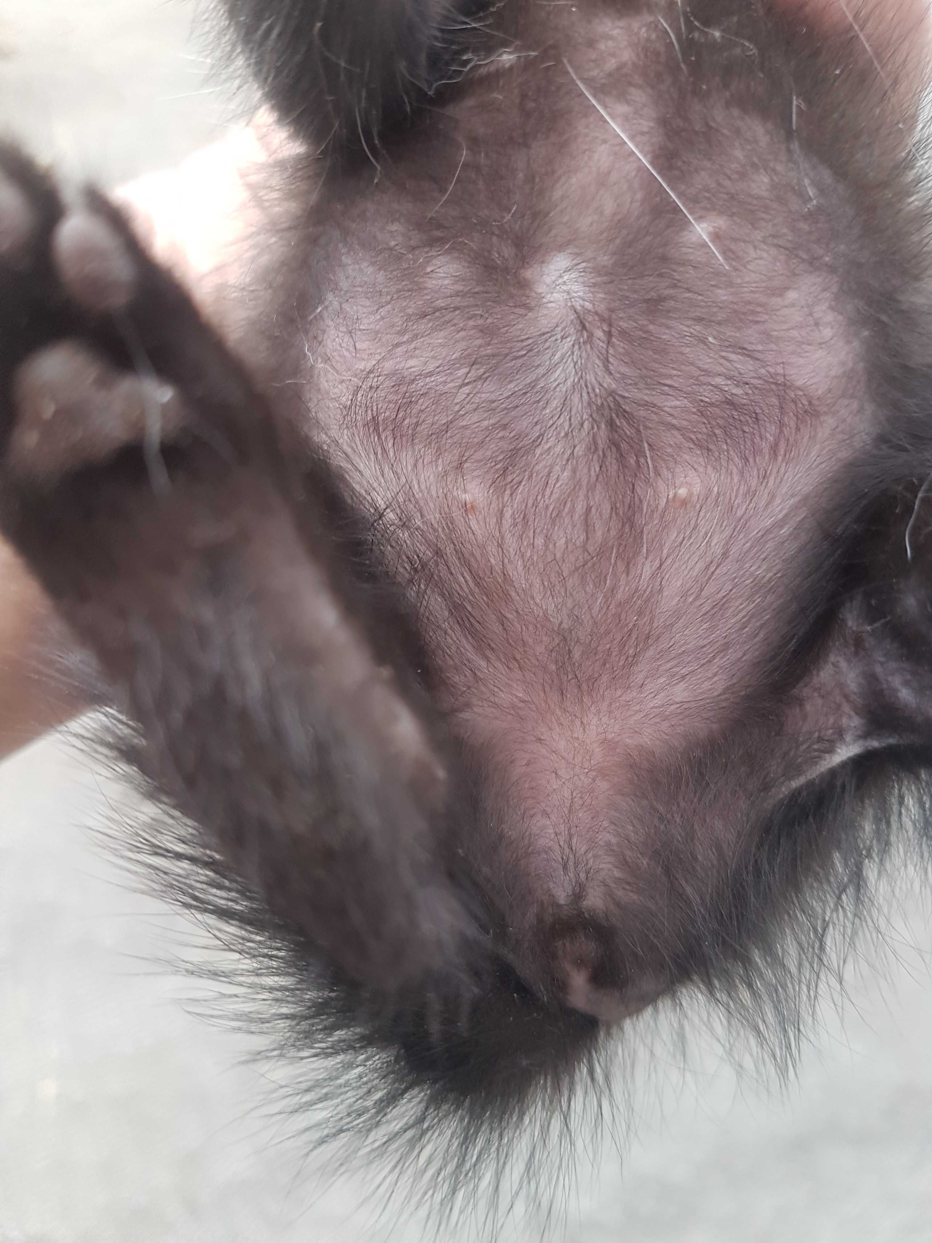 Dou 4 gatinhos com um mês e 5 dias. Para adoção séria e responsável.