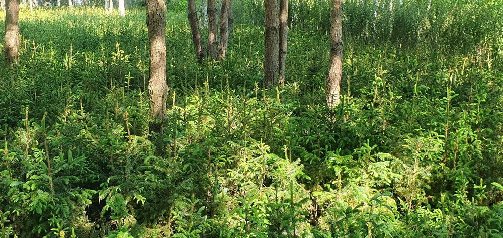 Świerk serbski w pojemnikach. Picea omorica, pojemniki 5l.