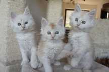 kocurek Maine Coon - FPL - srebrny - po ojcu shaded