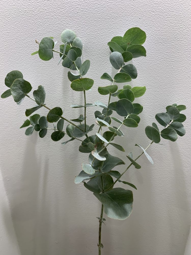 Эвкалипт припудренный Eucalyptus pulverulenta , Гунни Eucalyptus gunni