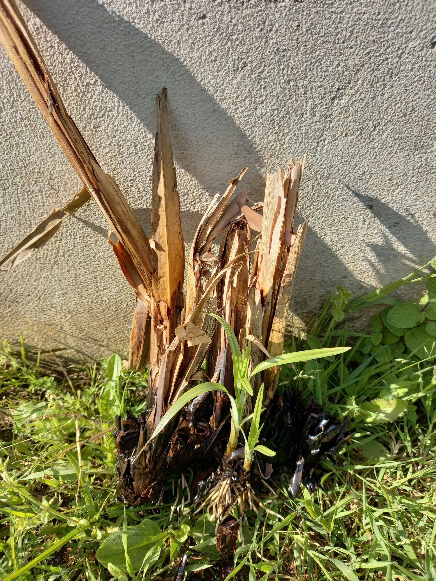 Pés de papiro ou vassourinhas lagos ou jardins