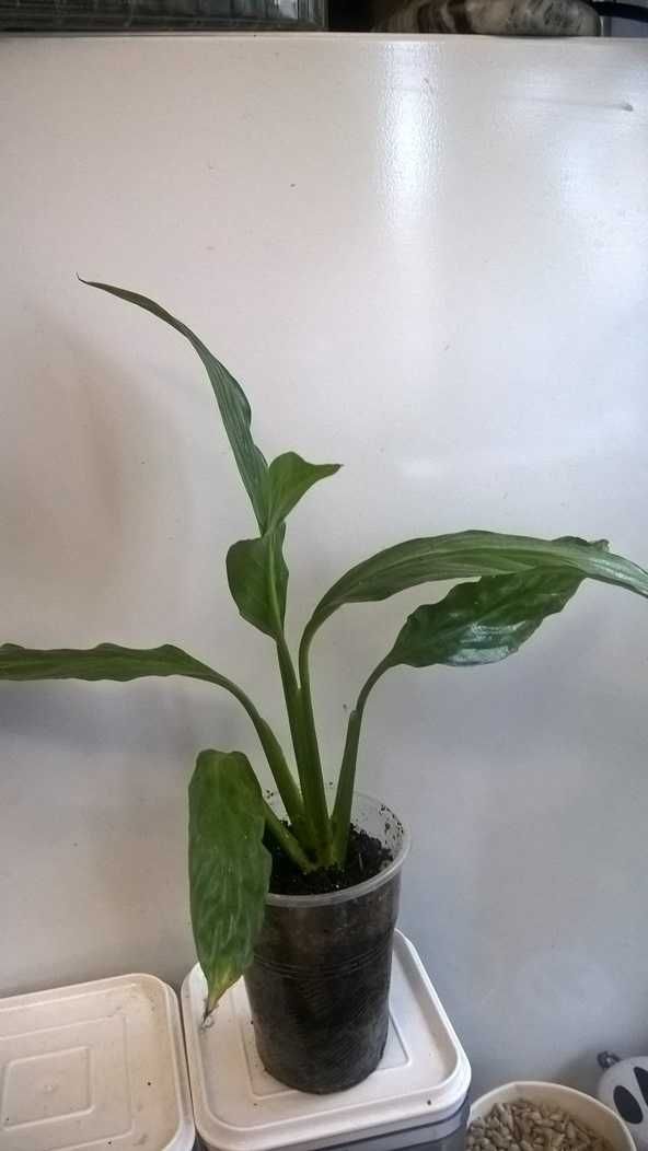 Спатифиллум Уоллиса Spathiphyllum wallisii