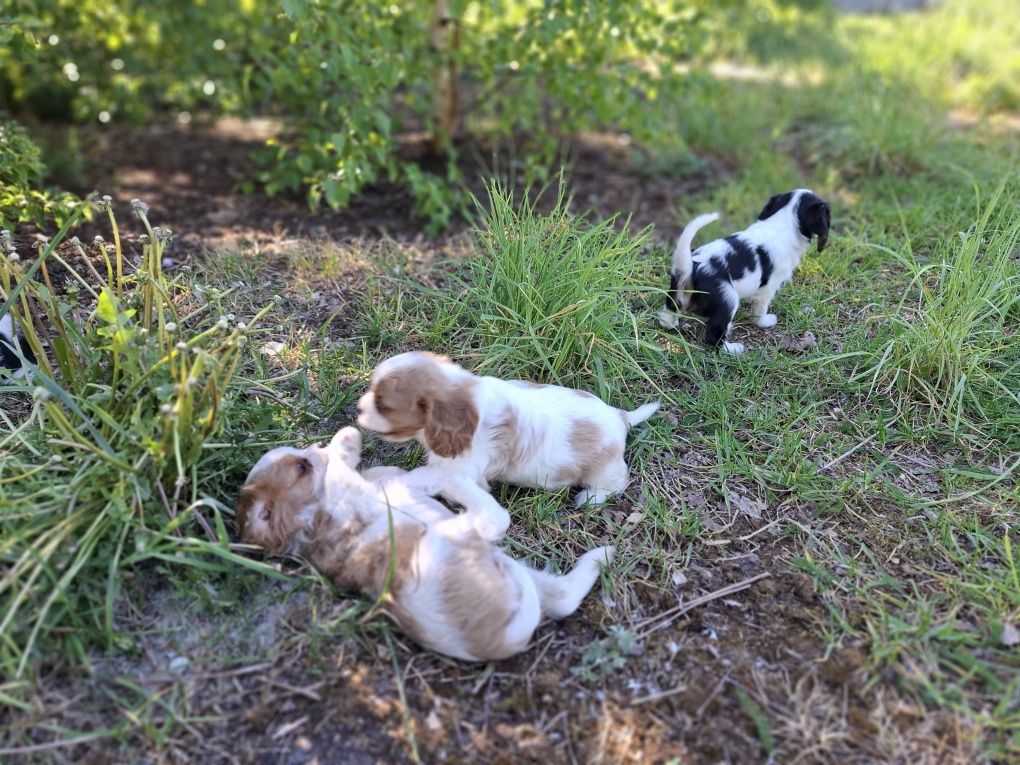 Cavalier king charles spaniel suczka