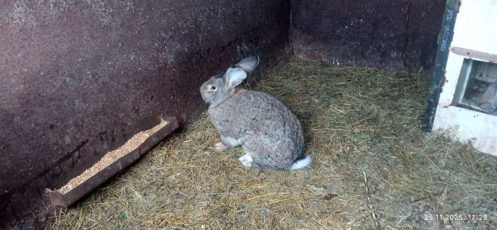 Продам кроликів 6 міс. дівчатка