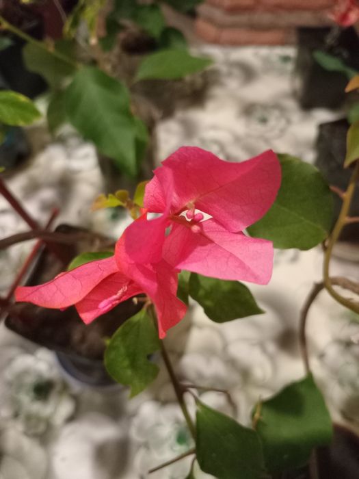 Продам бугенвілію маленьку по 50 грн і велику по 200грн