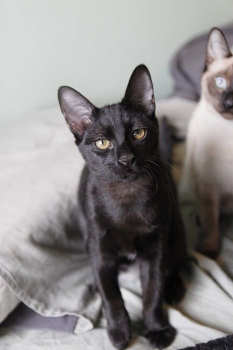 Gatinho para adoção BRAGA