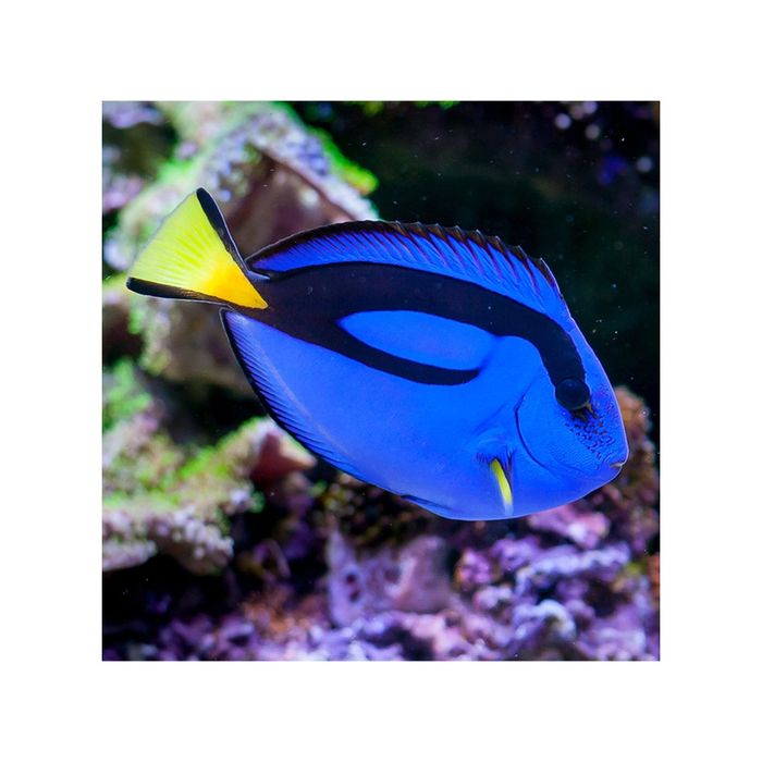 Paracanthurus hepatus S Pokolec