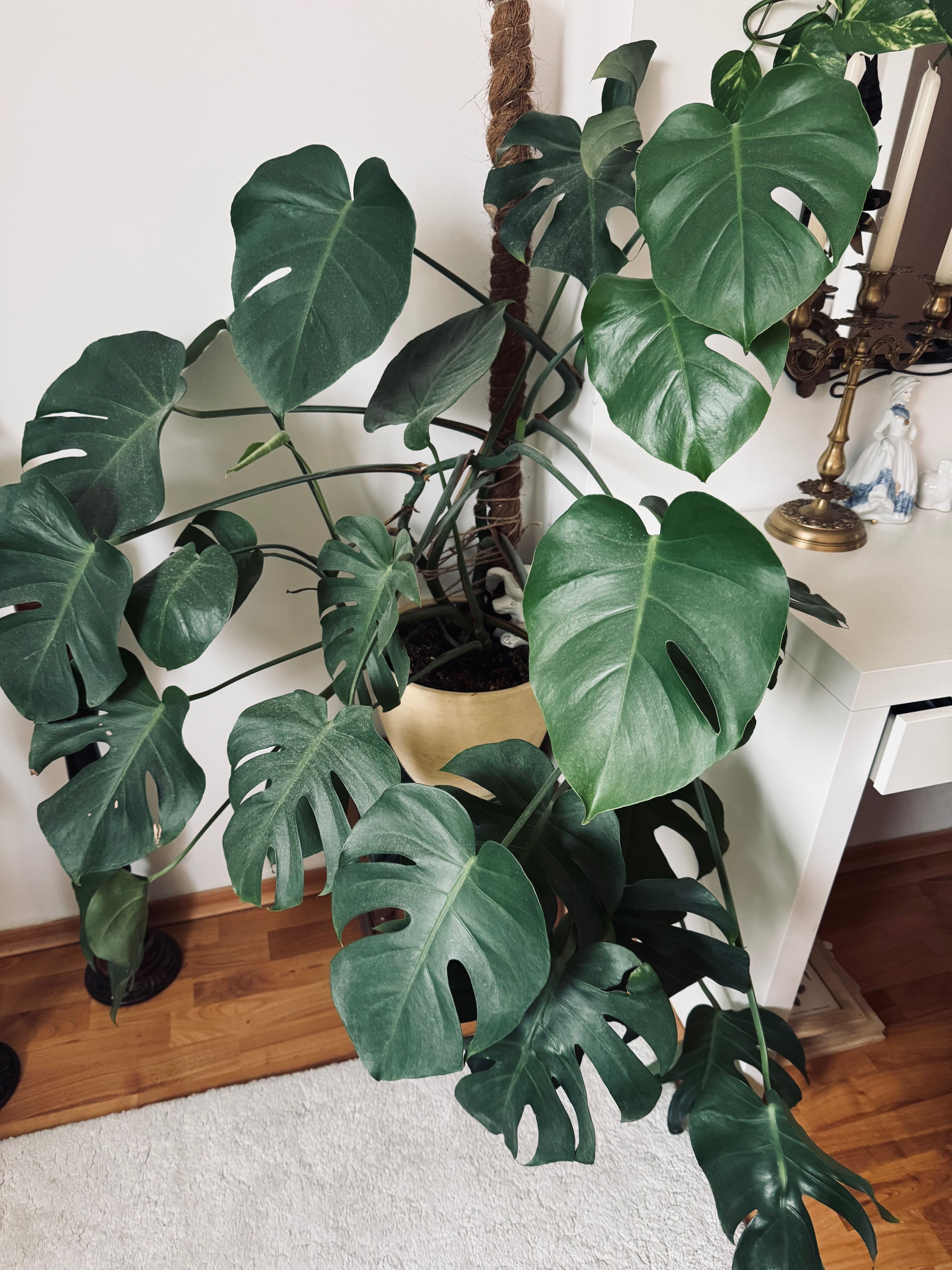 Kwiatek doniczkowy Monstera