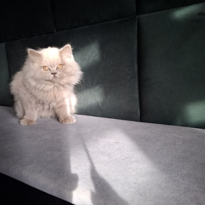 Liliowa długowłosa  kotka brytyjska - oryginalny rodowód, Fpl