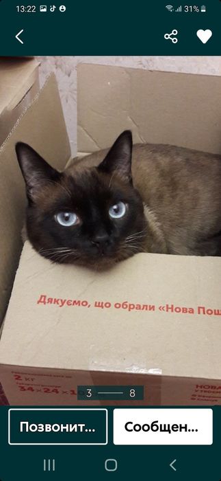 Котята.  сиамские