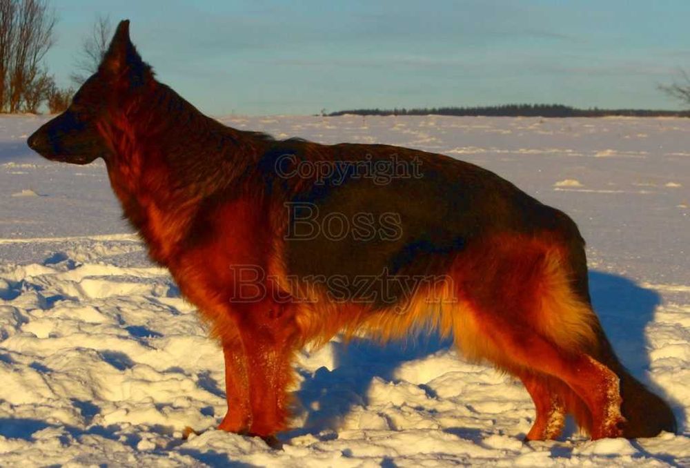 Owczarek niemiecki długowłosy potężny ZKwP/FCI