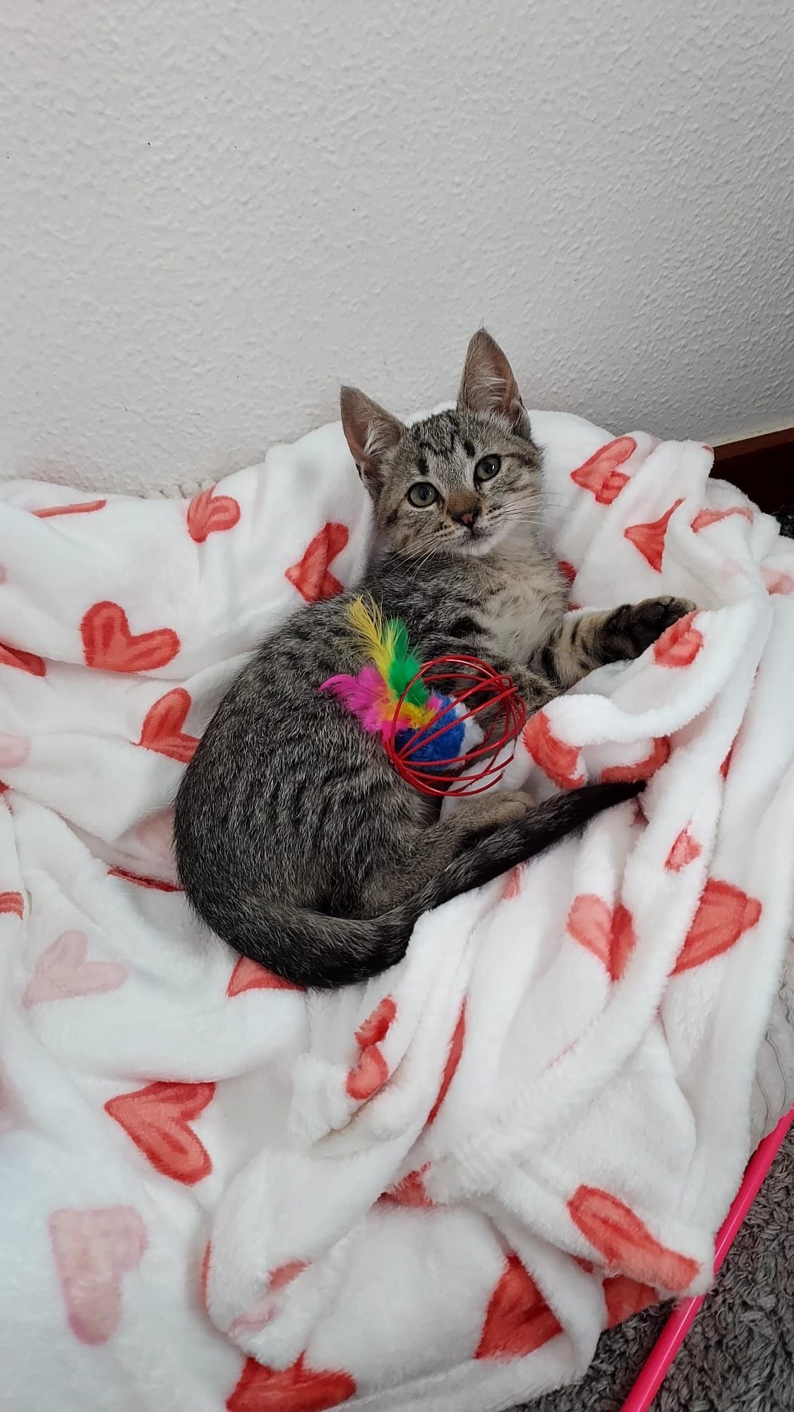 Gatinho bebé para adoção