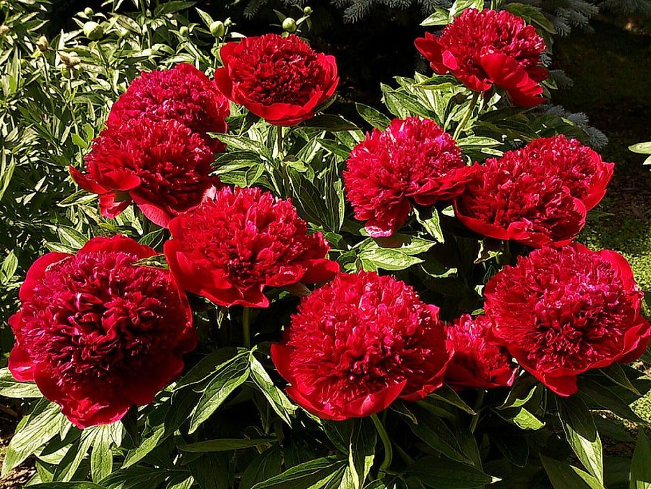 Пион Red Grace


+4
Пион Red Grace


+4
Пион Red Grace