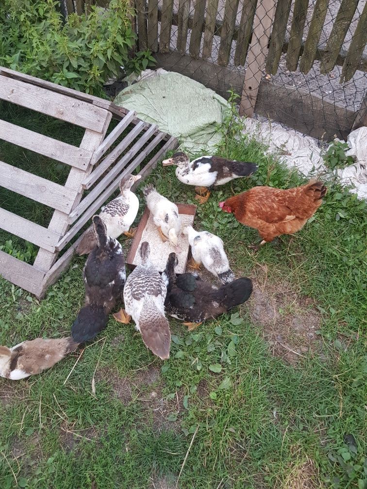 Kaczki francuskie 3 miesięczne