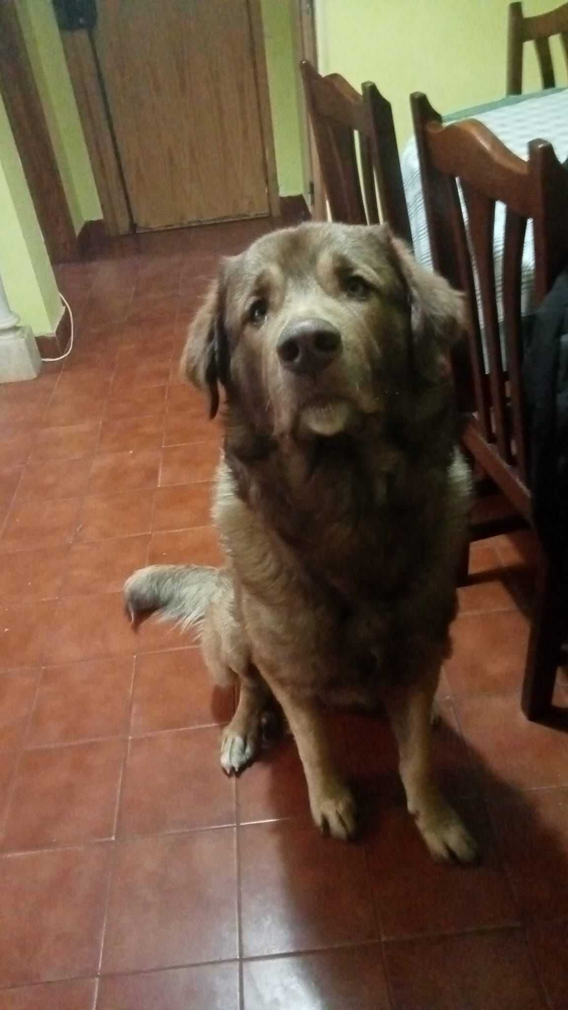 Cão Arraçado Serra da Estrela