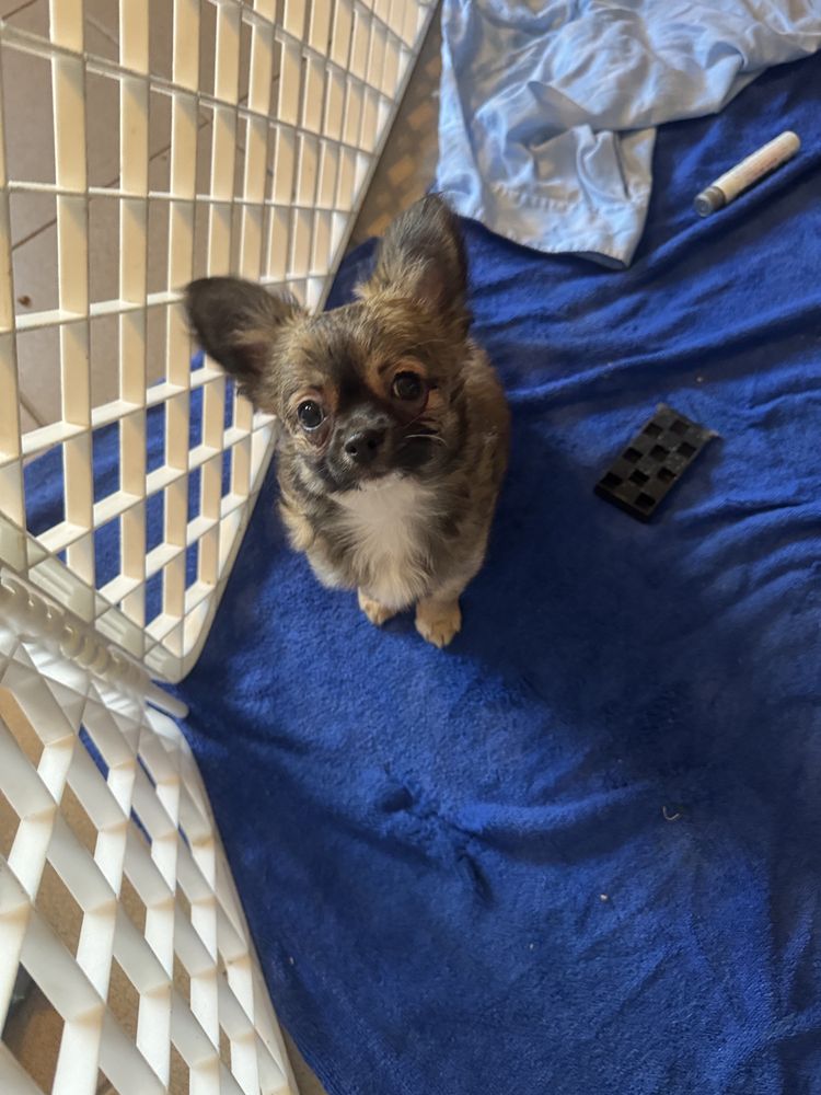 Chihuahua piesek