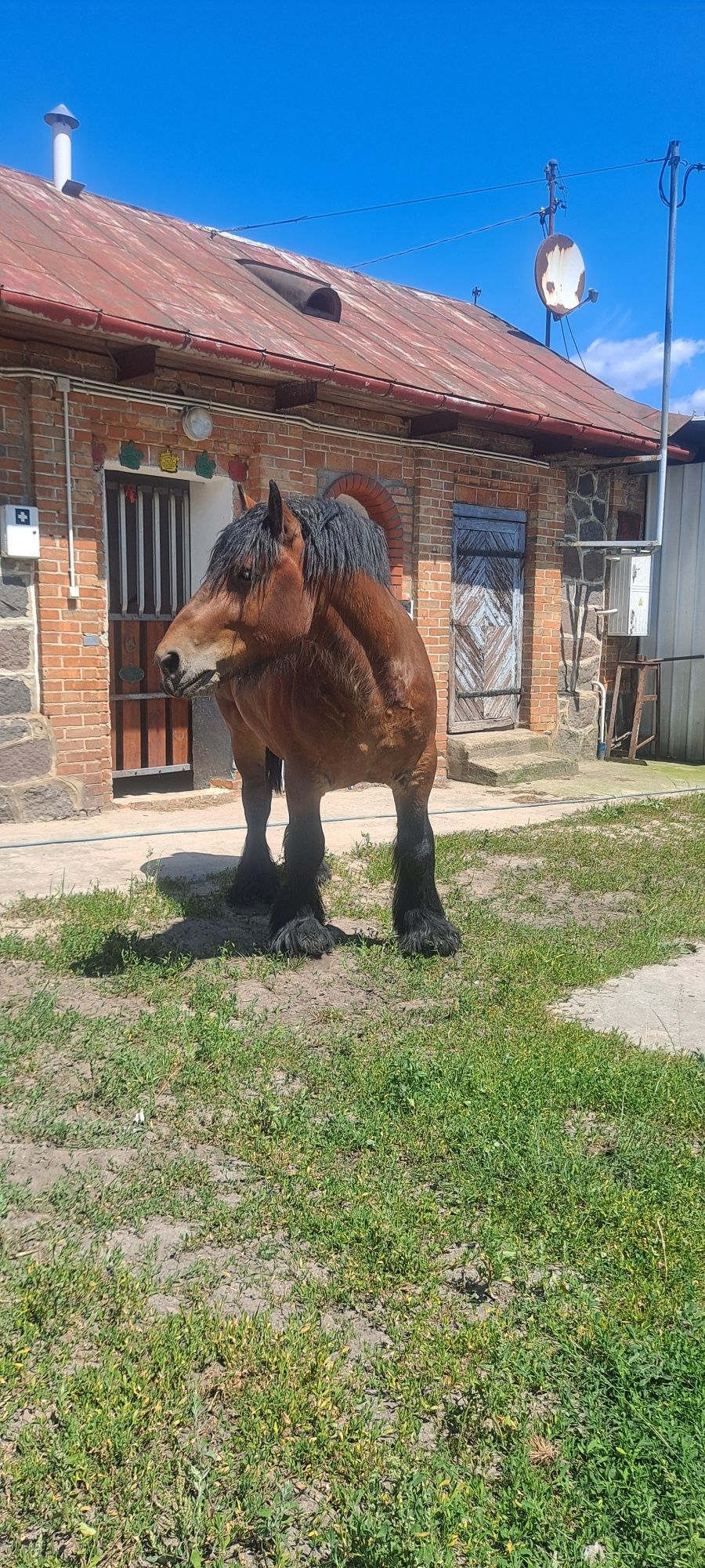 Sprzedam ogiera ard.Bel. Mistral De Maucourt czempion Francji z 2024 r