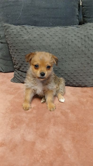 Do adopcji malutki piesek