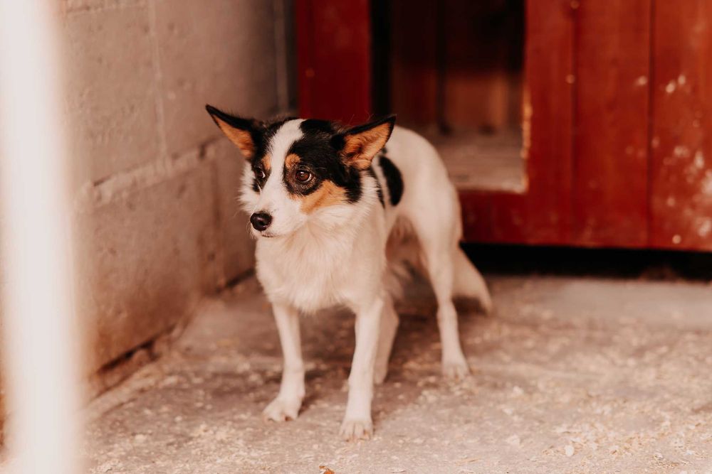 Kropka dużo przeszła i marzy o lepszym życiu... podarujesz jej dom..?