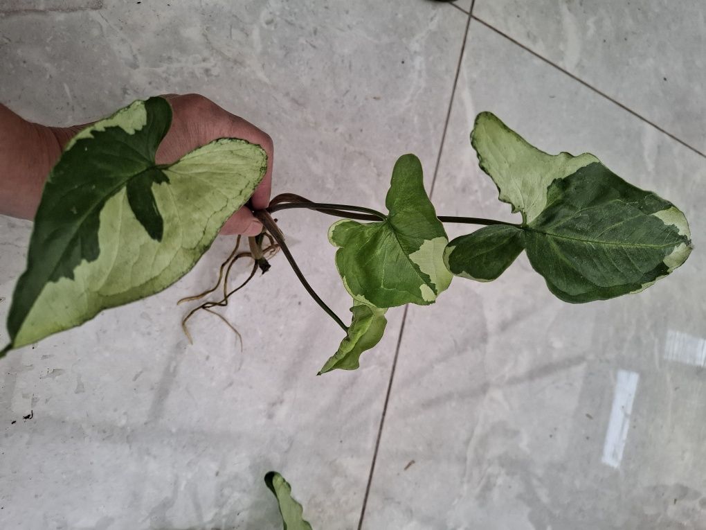 Syngonium Three Kings, epipremnum pinatum variegata.