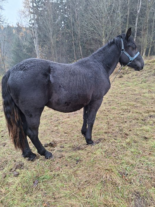 Sprzedam ogierka Śląskiego