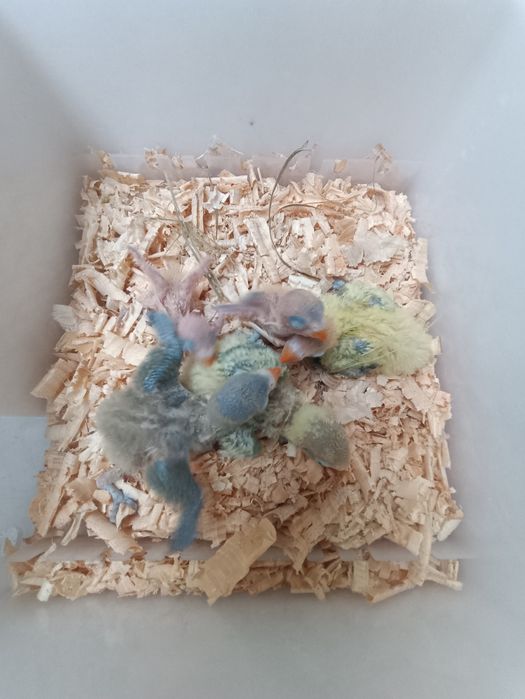 bebes de agapones degnosticados