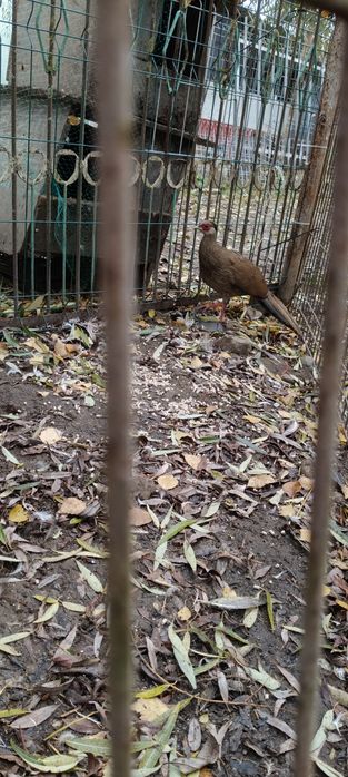 Bażant srebrny samica