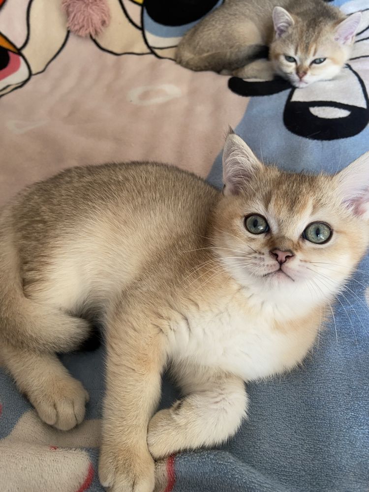 Британське кошеня-хлопчик золота щиншилка в пошуках нової родини