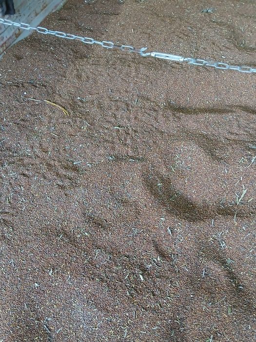 Rzodkiew oleista na poplon