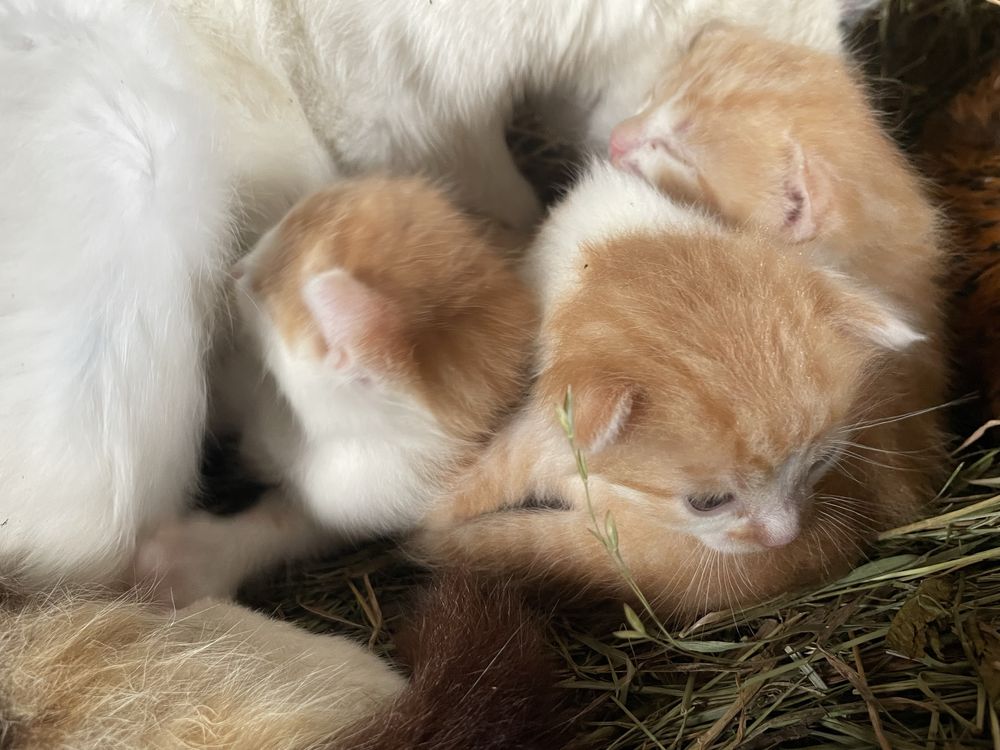 Кошенята в добрі руки котики