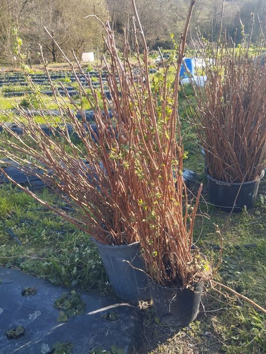 Vende-se framboesa vermelha