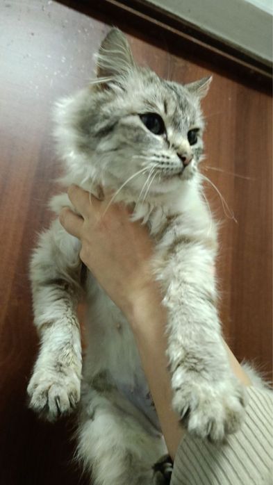 Гарна киця в добрі руки