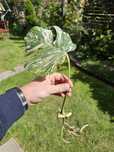 Monstera variegata adansonii