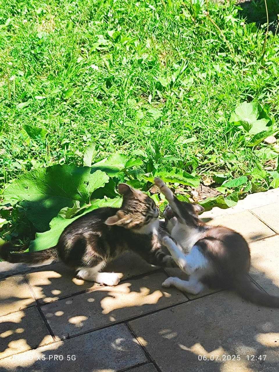 Котята в поиске дома, которого у них больше нет…