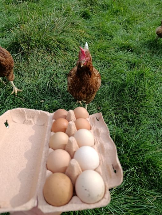 Jajka jaja wiejskie od kur pasionych na trawie.