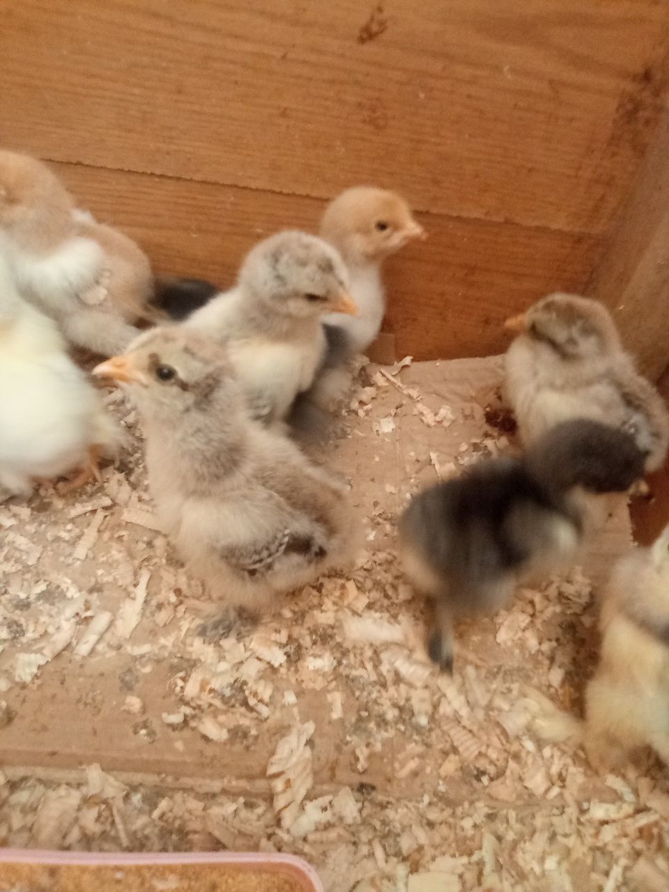 Pintinho brahmas e sedosas