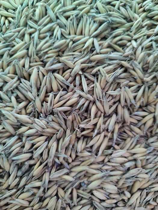 Sprzedam mieszankę zbożową