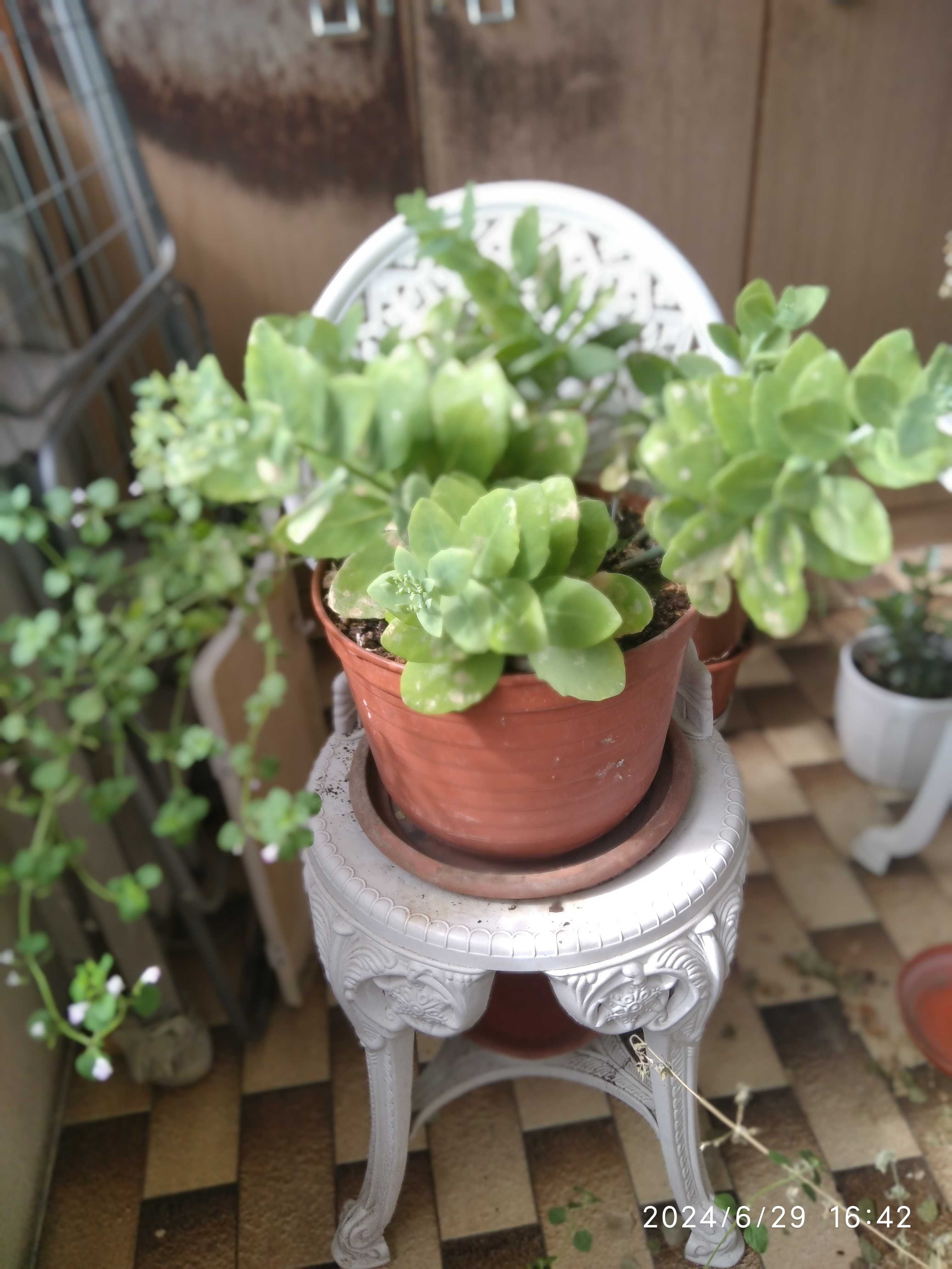 Vaso grande com duas plantas