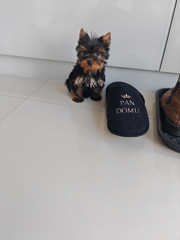 Yorkshire terrier york yorguś MINI chip paszport