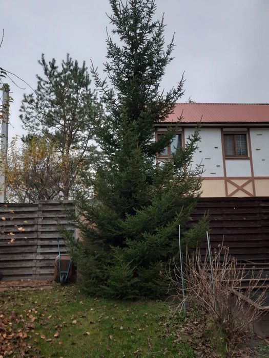 Велика жива ялинка, с. Погреби (Броварський р-н, самовивіз)