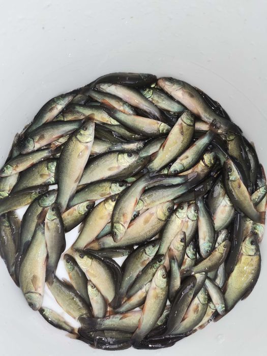 Lin zielony  do 10cm  5zł/szt inne karp amur sandacz tołpyga