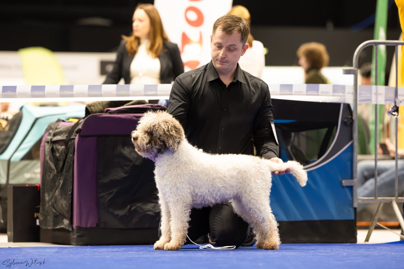 Lagotto Romagnolo